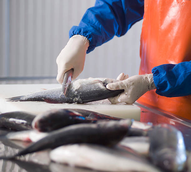 Fish Cutter Job in Canada